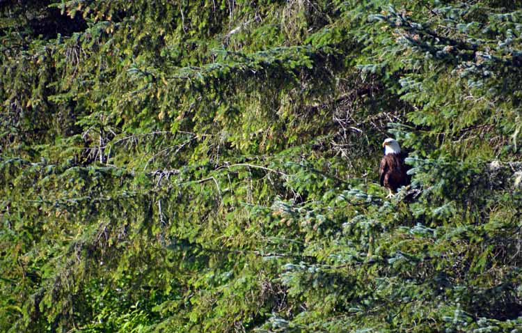 eagle in tree
